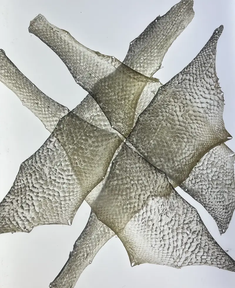 Parchment made from fish skin