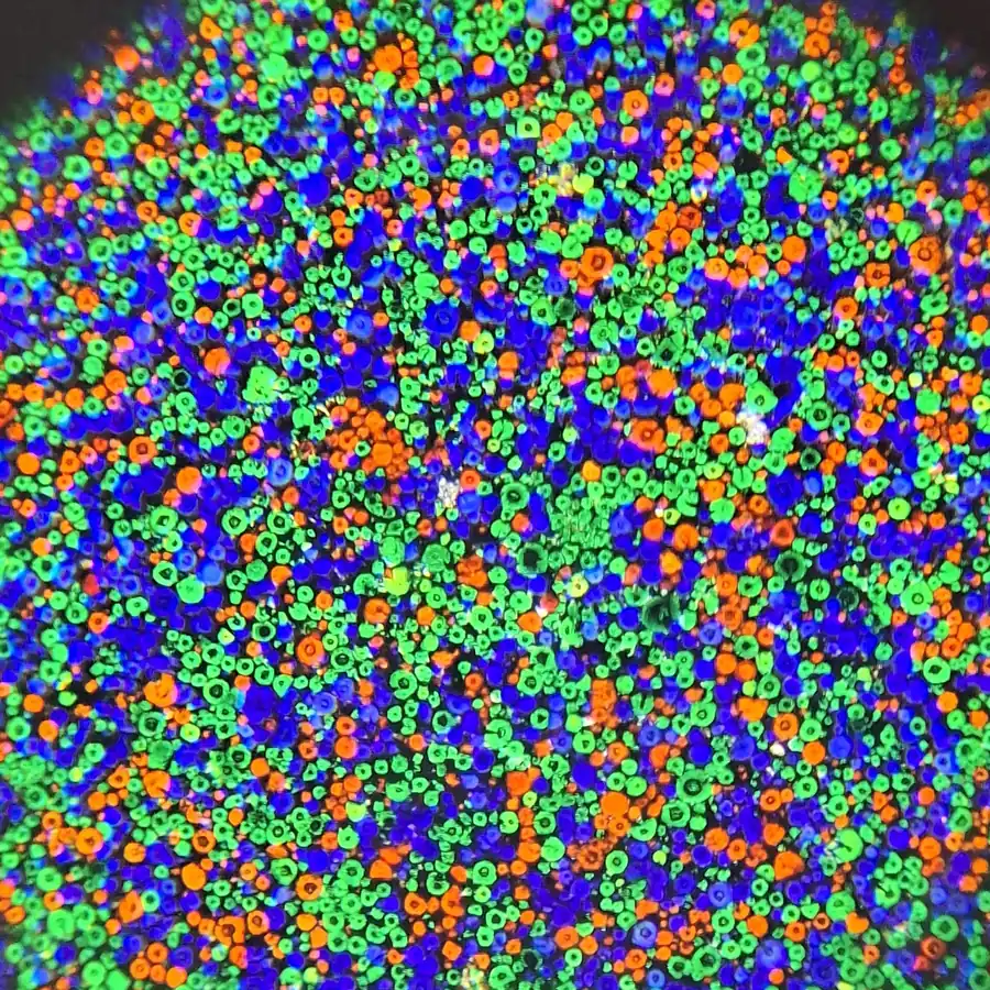 Dyed starch grains of an Autochrome colour screen under magnification
